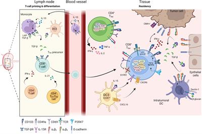 Tumor-resident memory T cells as a biomarker of the response to cancer immunotherapy